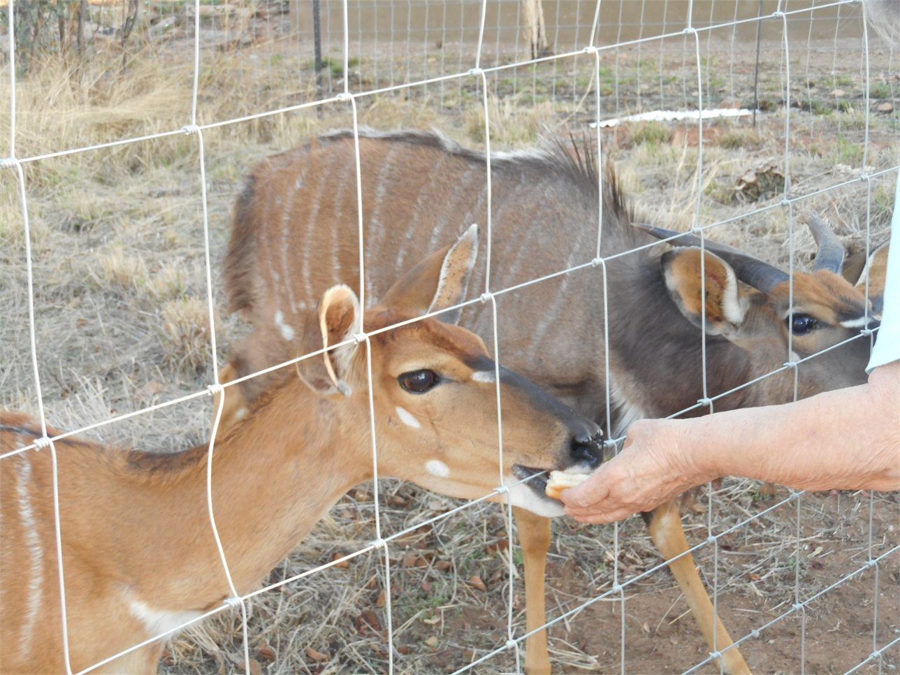 Nyalas_tame_2019