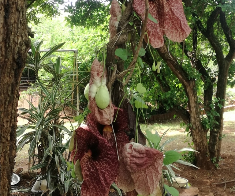 Gardens